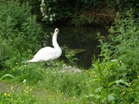 River Chess Chesham