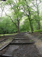 Queen's Wood