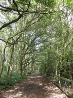 Oak Wood