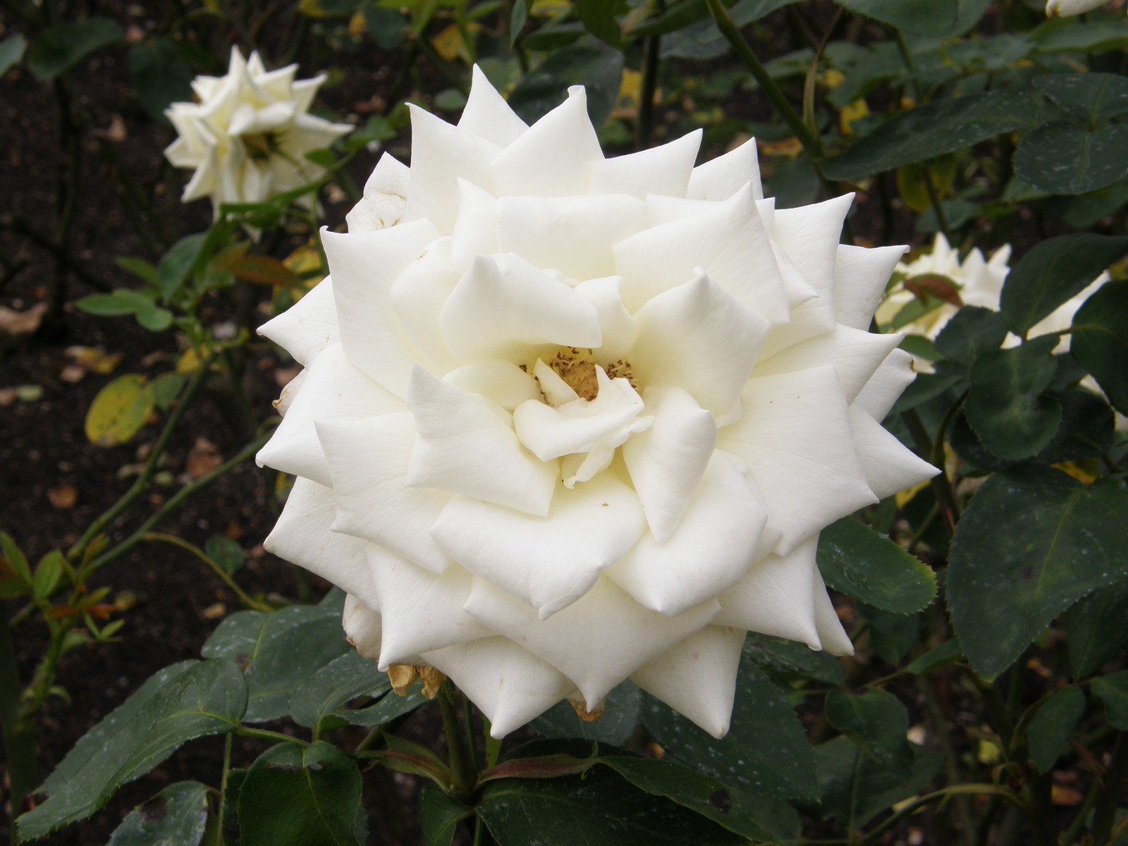 A rose in Regent's Park