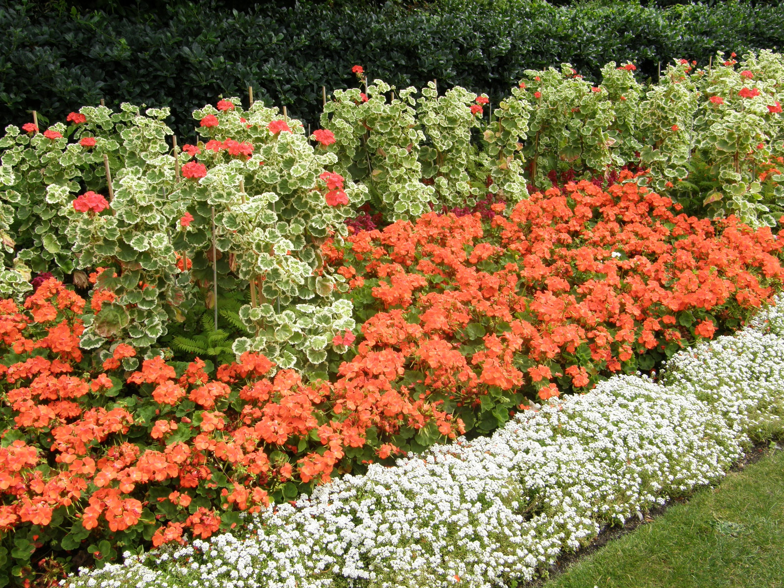A flowerbed in Regent's Park