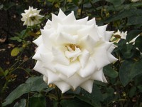 A rose in Regent's Park