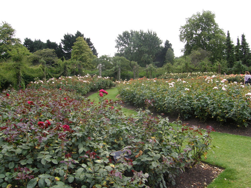 The Rose Garden in Regent's Park