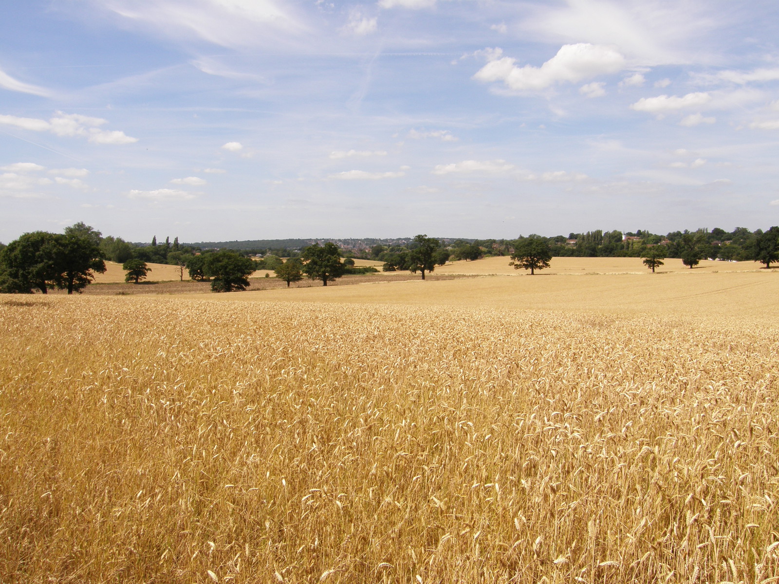 Fields near Grange Hill