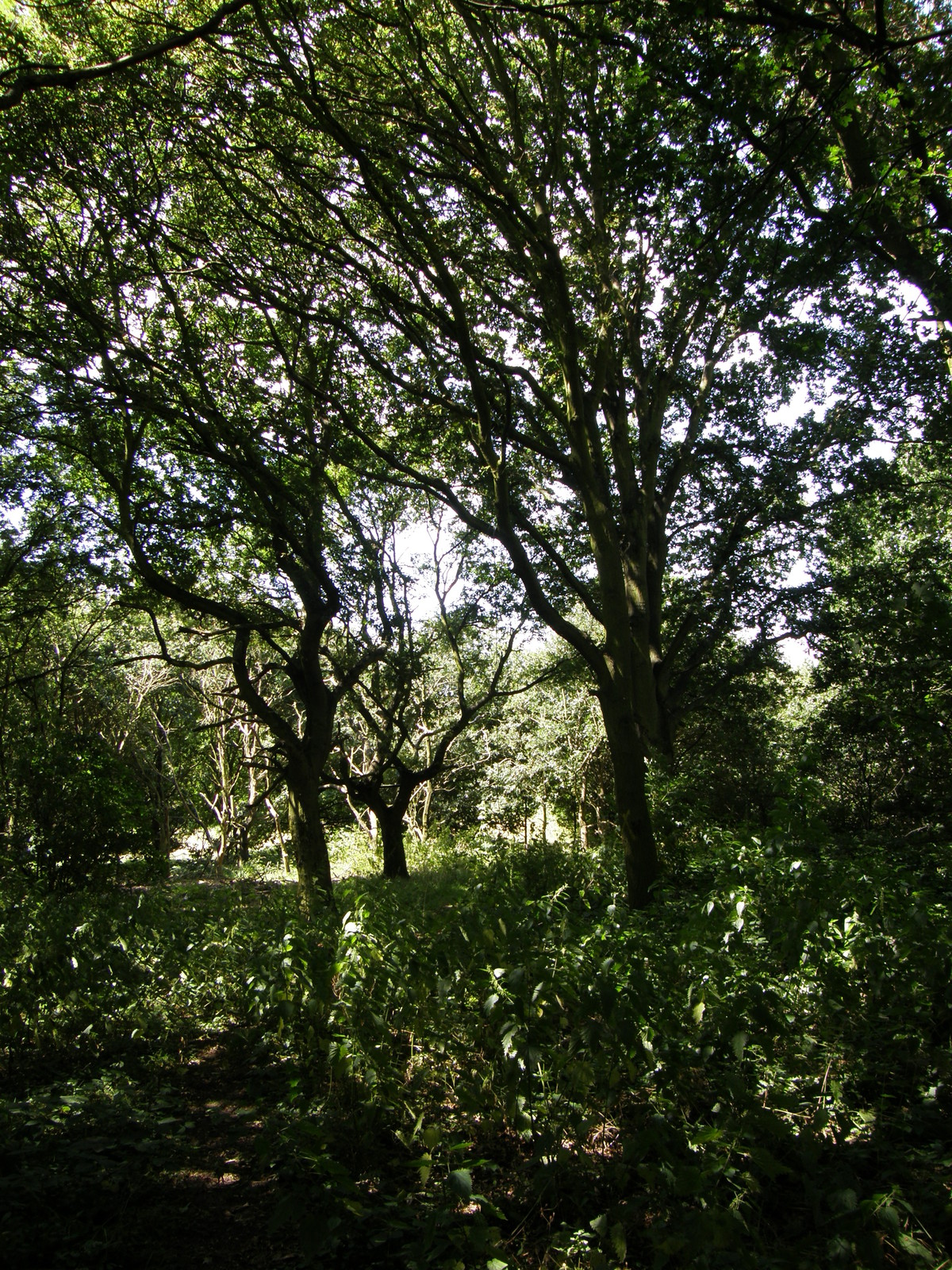 Image from Barkingside to Woodford