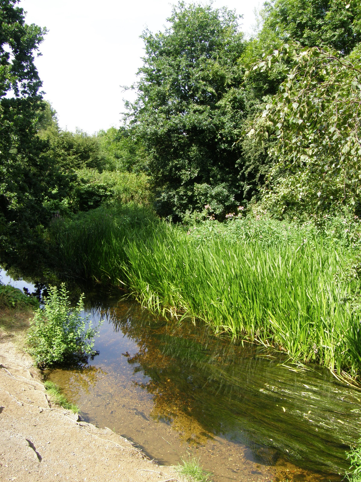 The River Roding