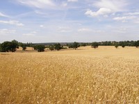 Fields near Grange Hill