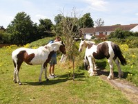 Image from Barkingside to Woodford