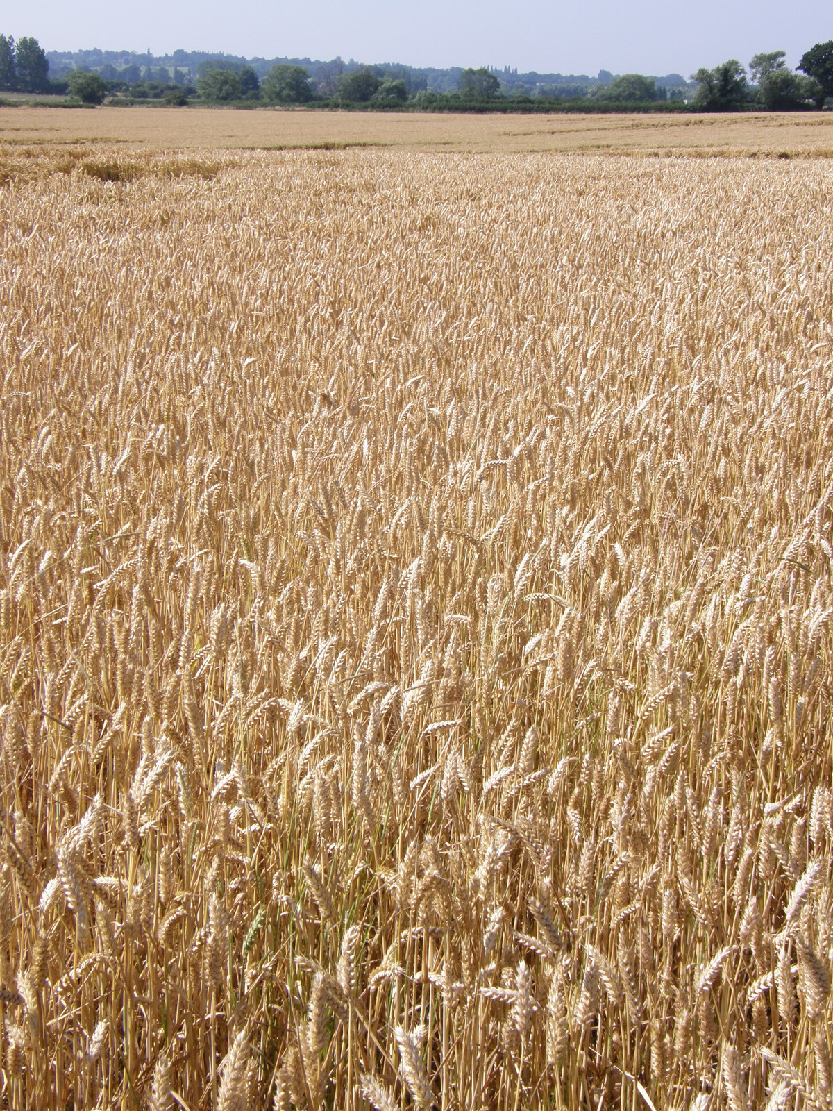 A field of wheat near Debden