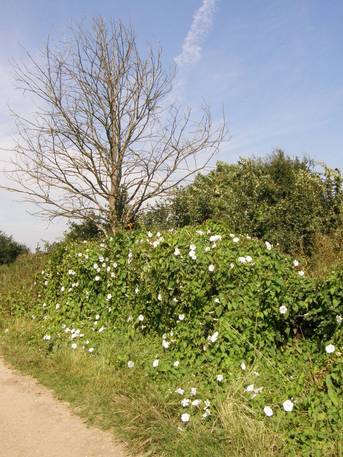 Pretty flowers by the side of the road