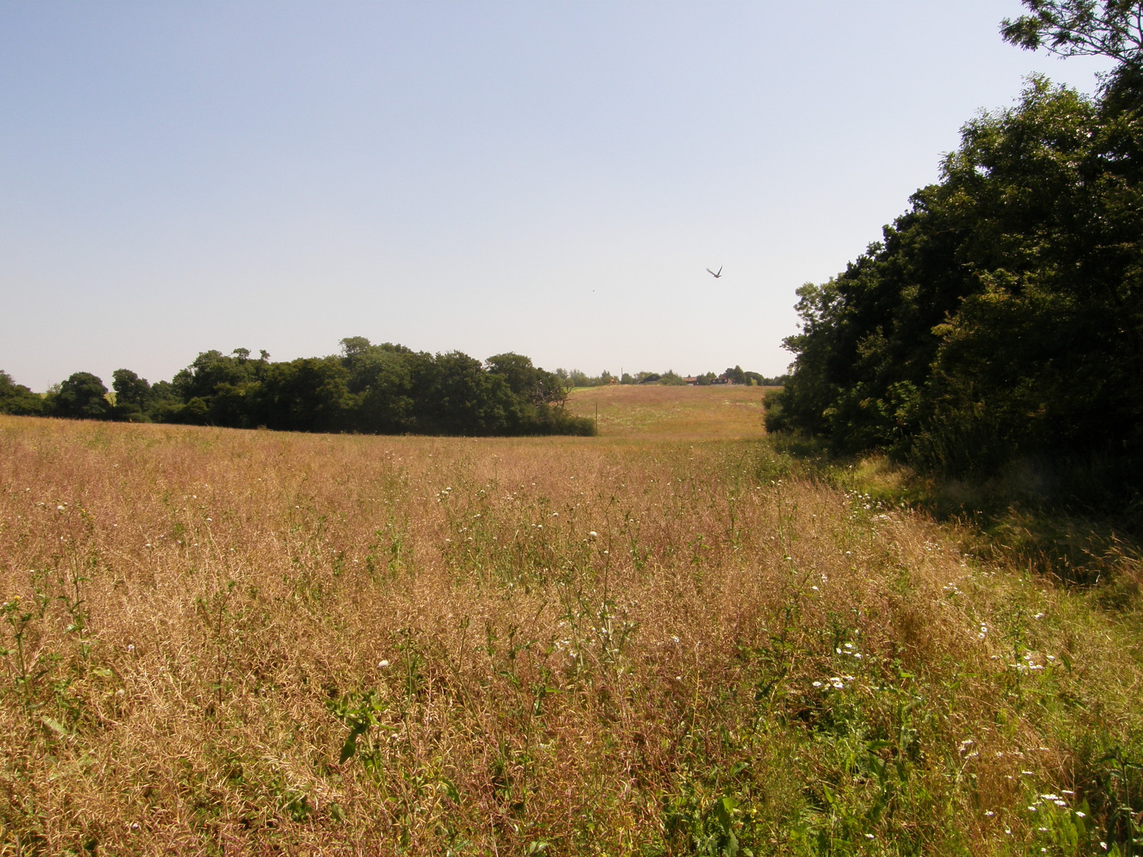 Image from Debden to Epping