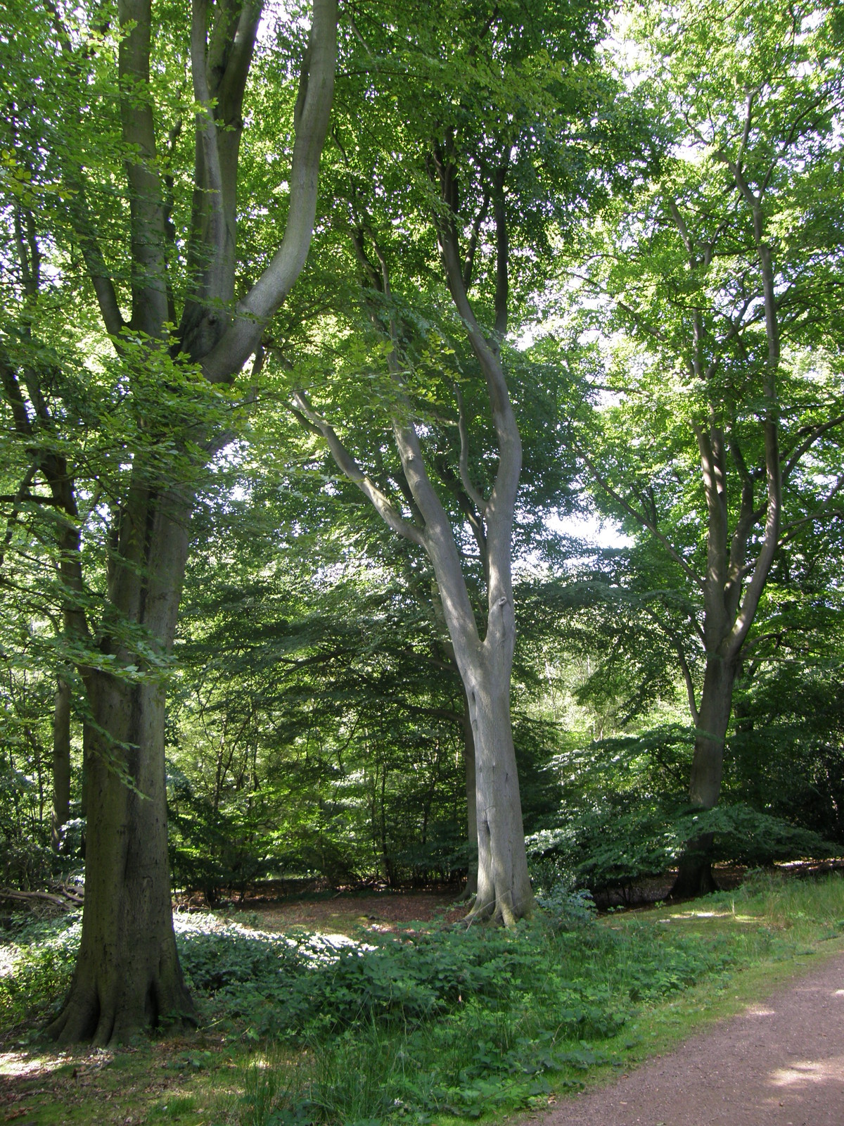 Image from Debden to Epping