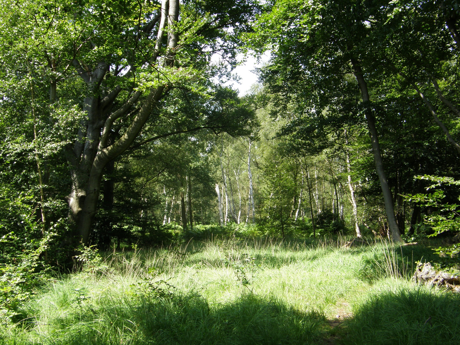 Image from Debden to Epping