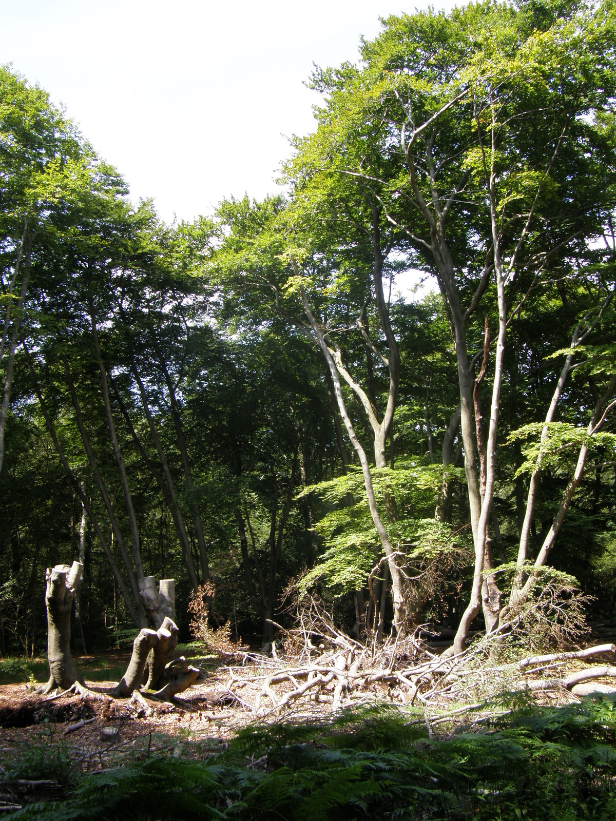 Image from Debden to Epping