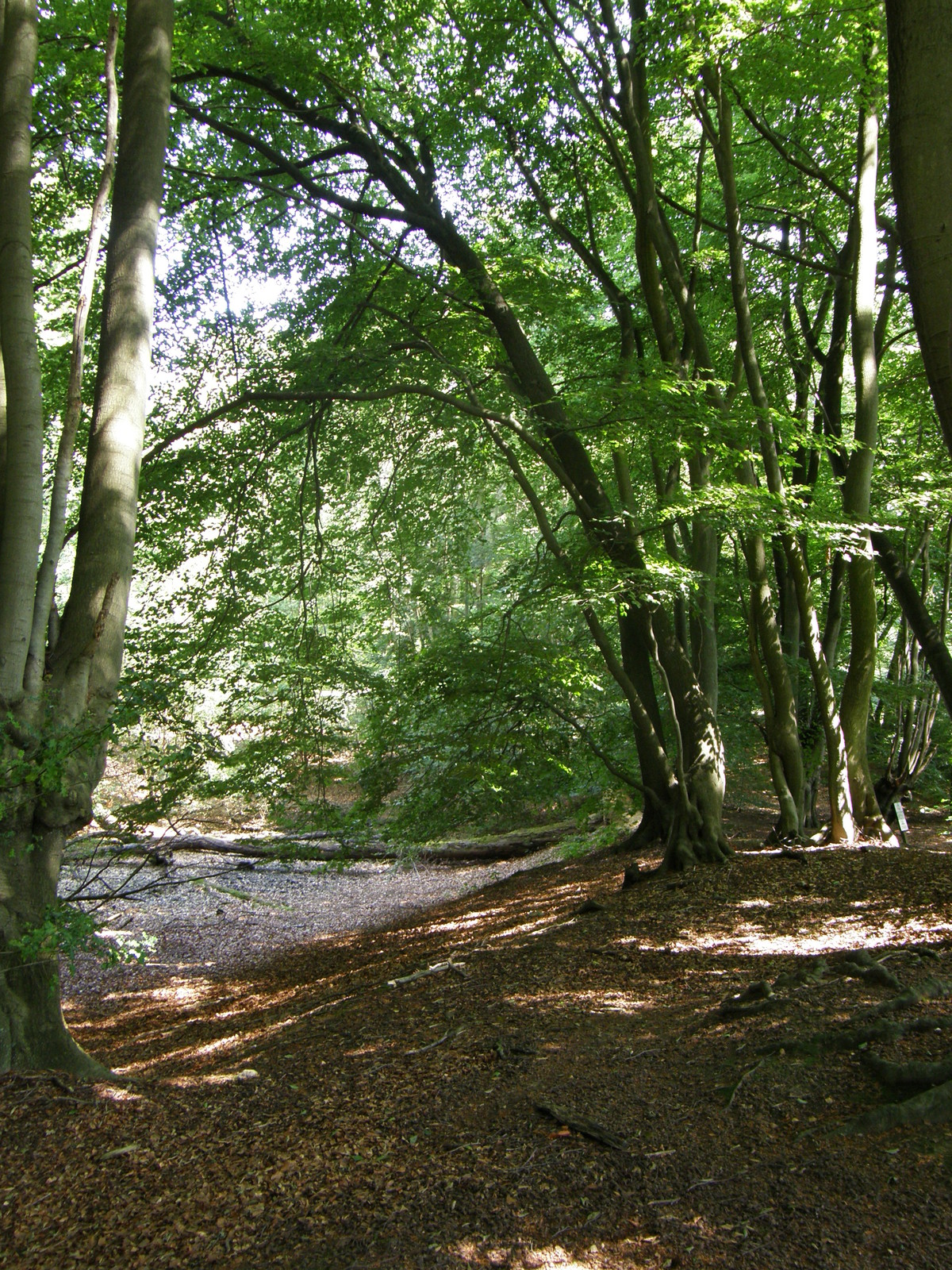 Image from Debden to Epping
