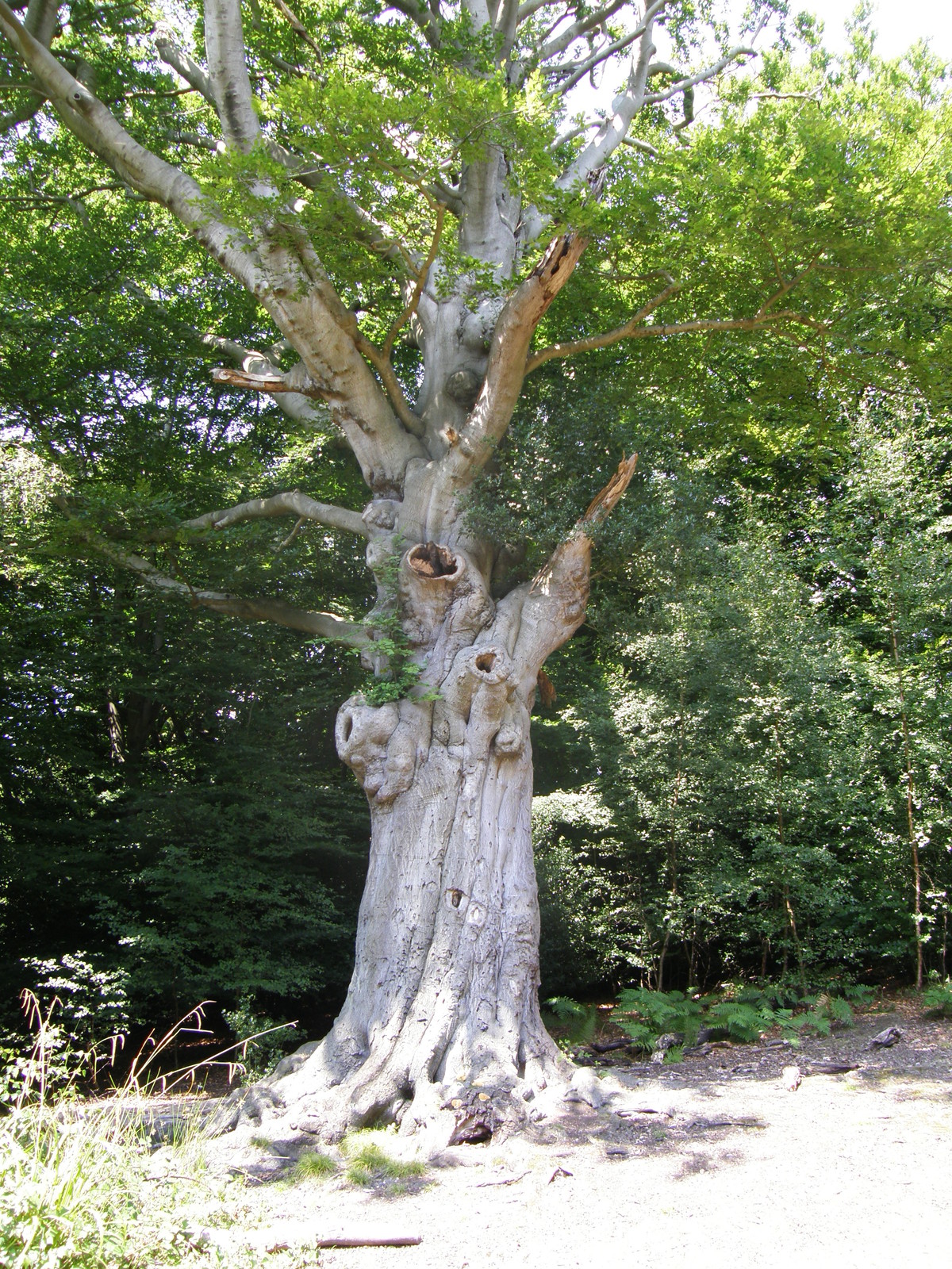 Image from Debden to Epping