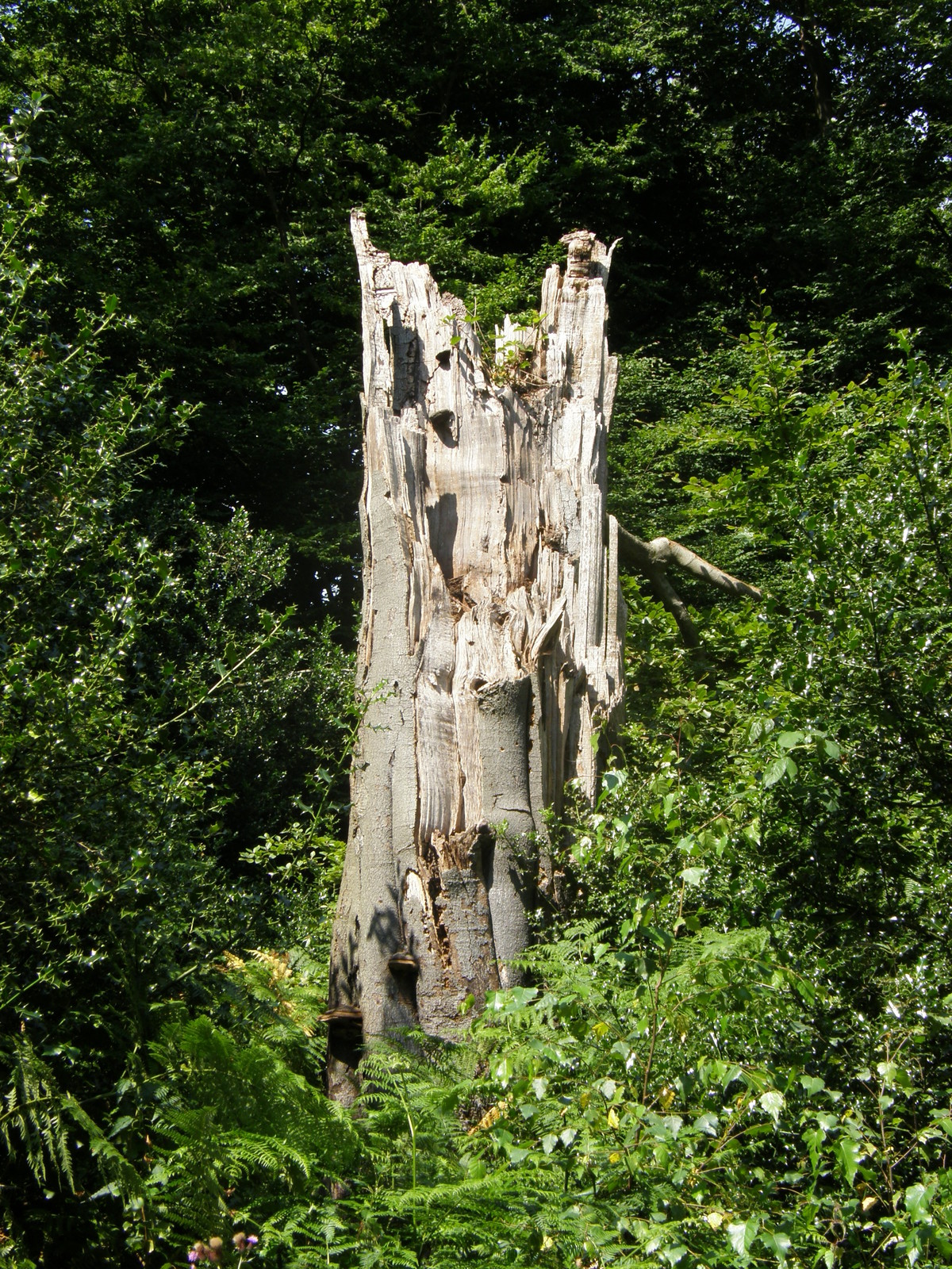Image from Debden to Epping