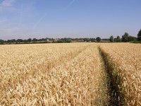 A field near Abridge