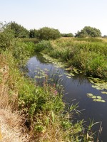 The River Roding