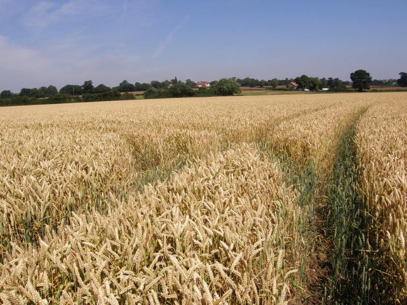 A field near Abridge