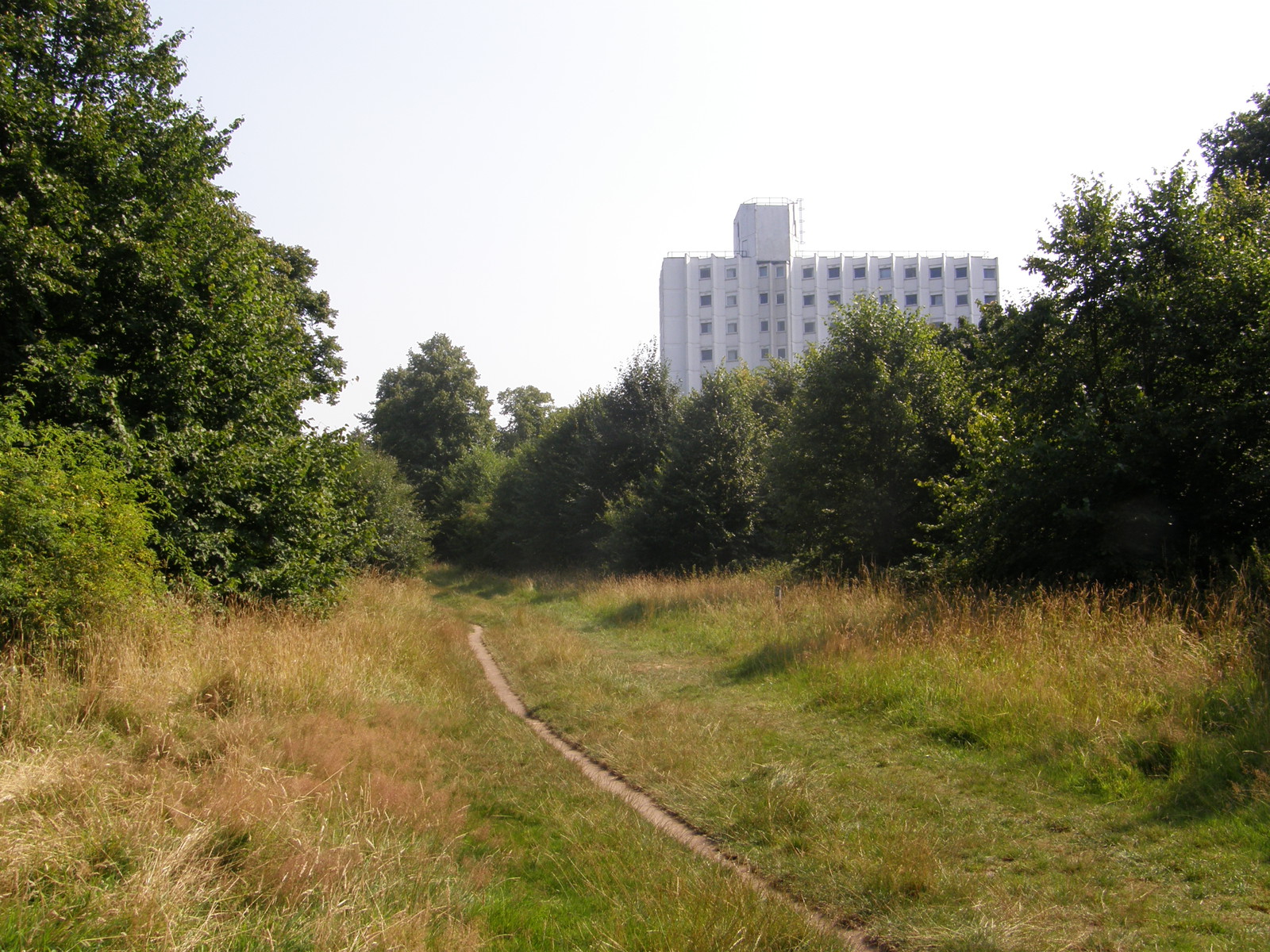 Bush Wood