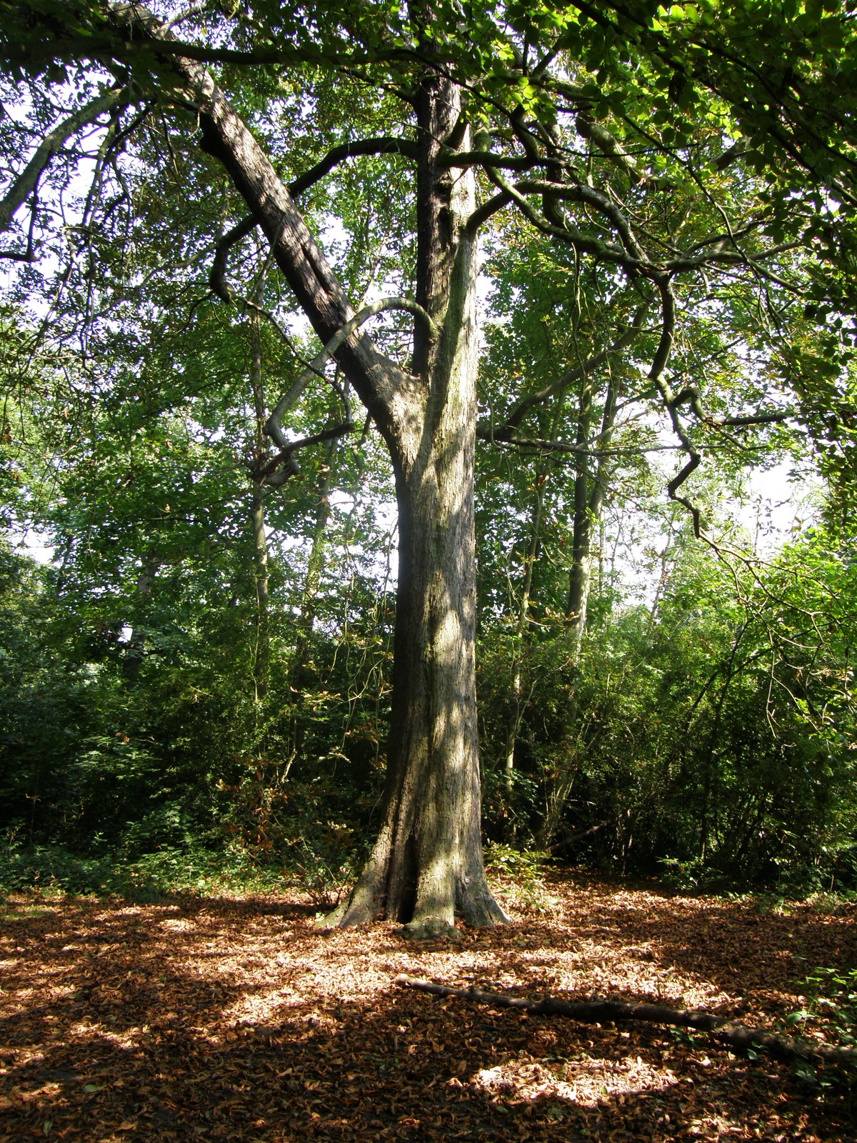 Image from Leytonstone to Barkingside