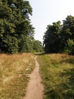 Bush Wood