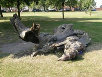 The protest tree on George Green