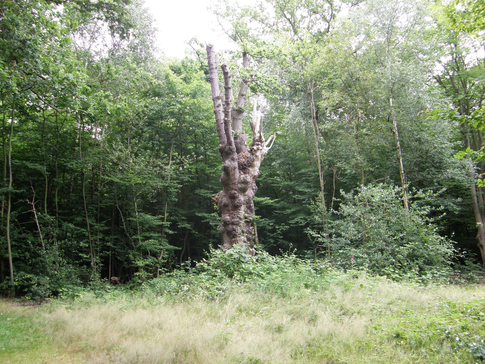 Image from Leytonstone to Debden