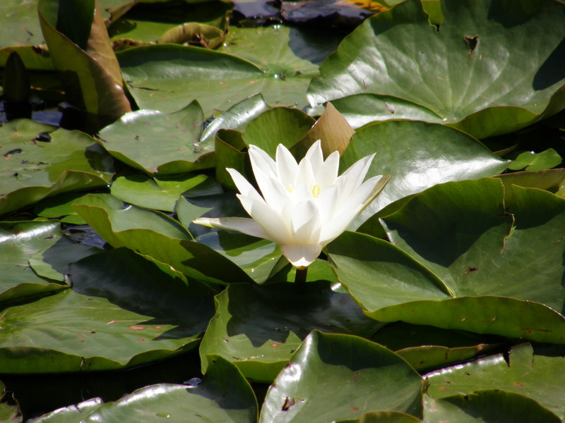 A lily in Mile End Park