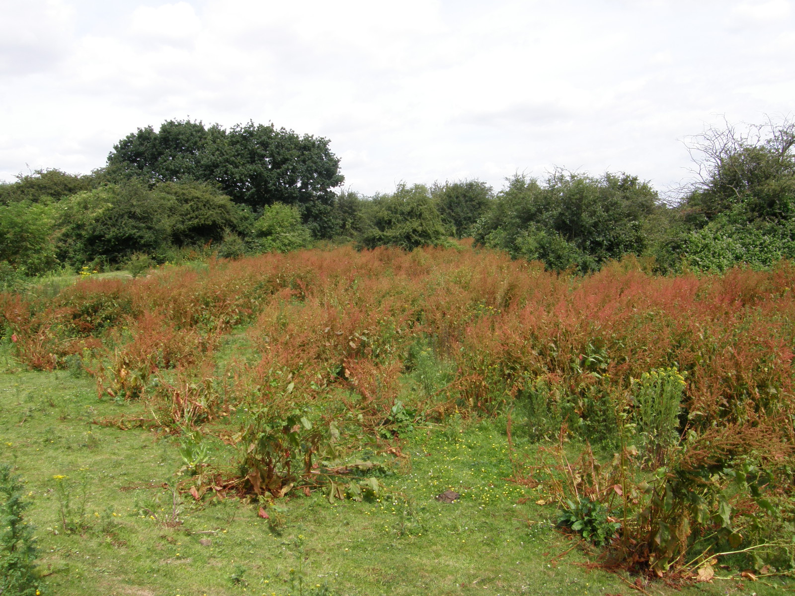 Image from Becontree to Upminster