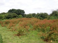 Image from Becontree to Upminster