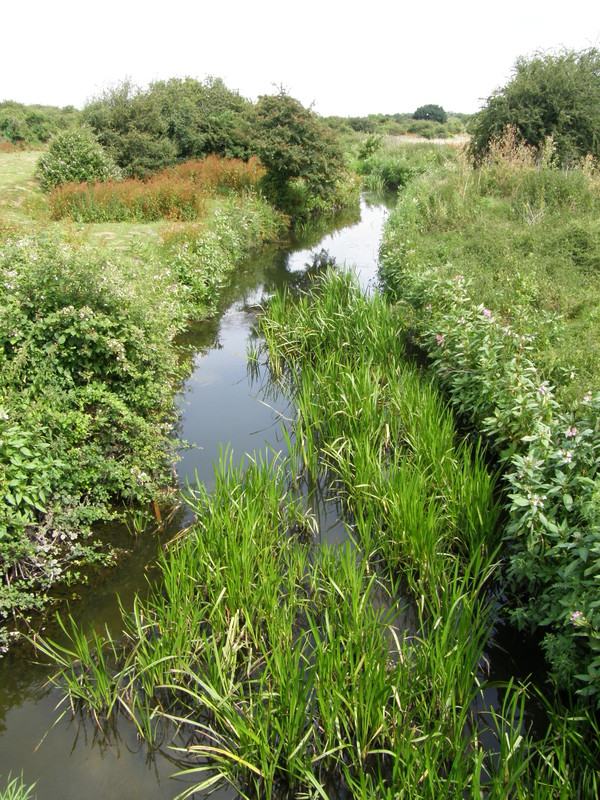 Beam River, Chase Nature Reserve