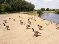 The Canada geese of Mayesbrook Park