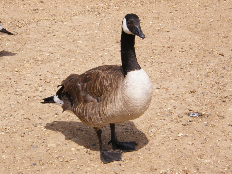 A Canada goose in Mayesbrook Park