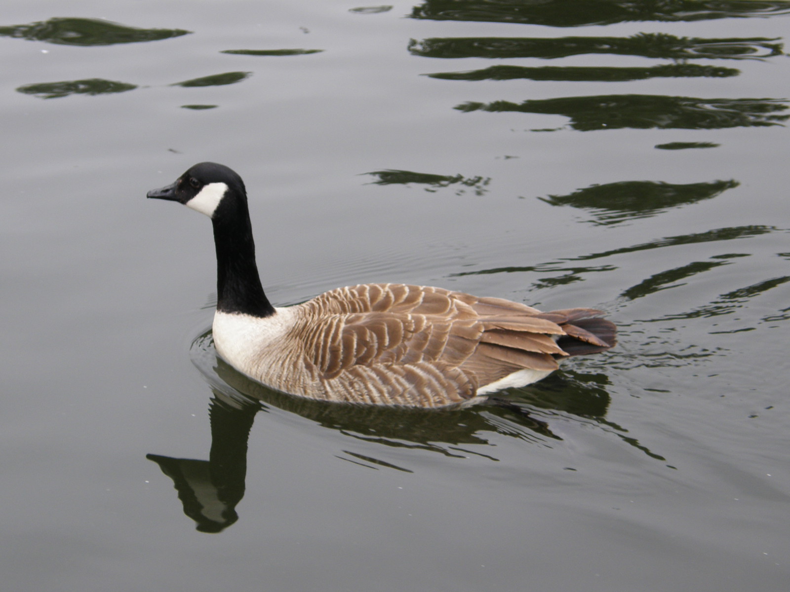 Image from Aldgate to Finchley Road