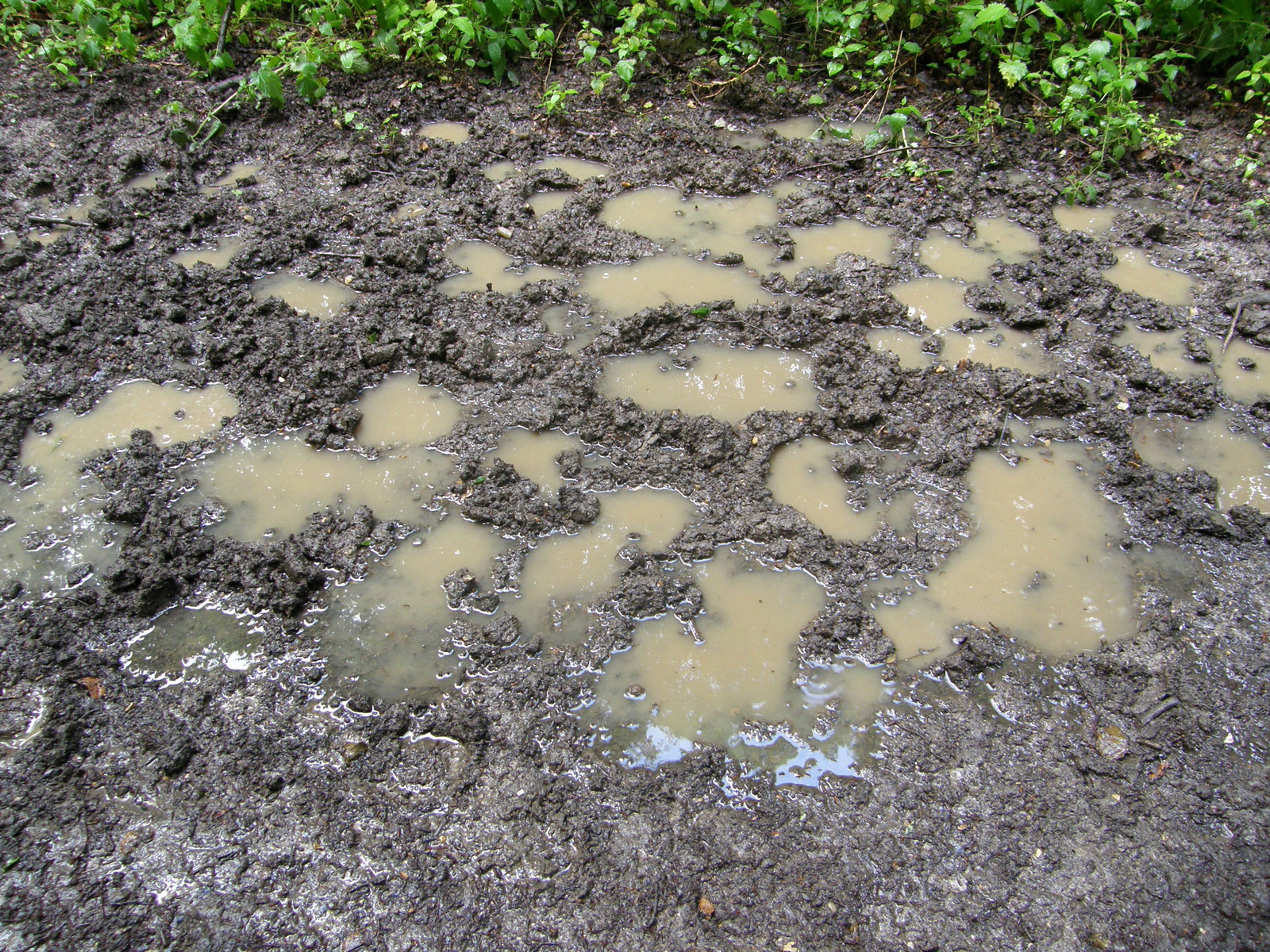 A muddy path in Carpenter's Wood