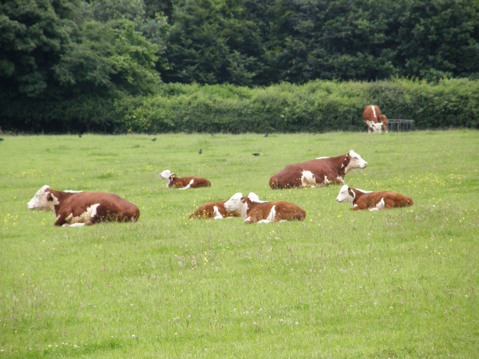 Image from Chorleywood to Amersham and Chesham