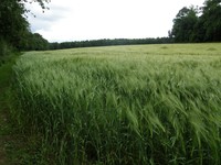 Image from Chorleywood to Amersham and Chesham