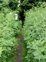 Image from Chorleywood to Amersham and Chesham