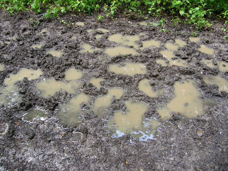 A muddy path in Carpenter's Wood
