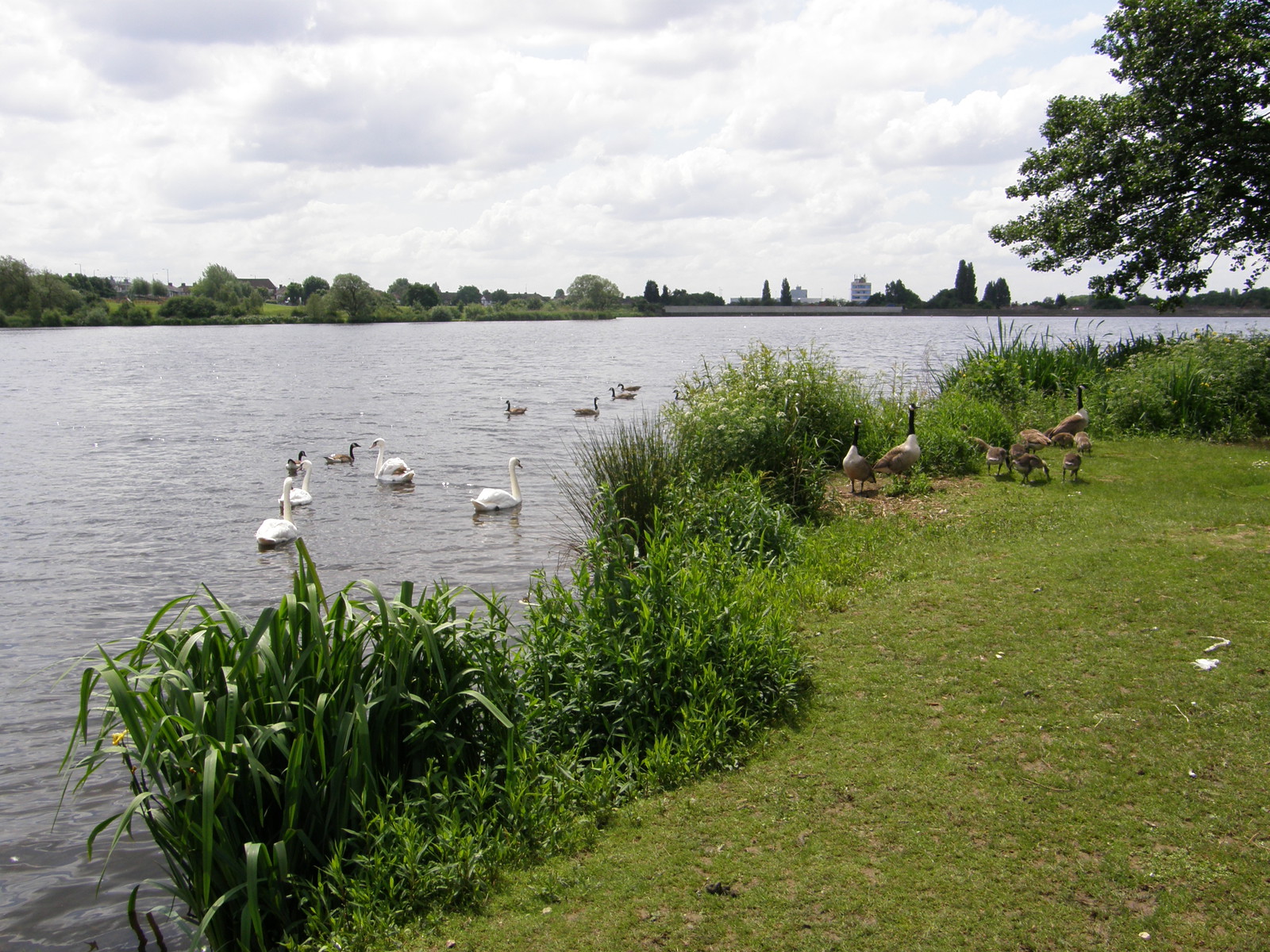 Welsh Harp Open Space