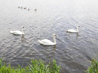 Image from Finchley Road to Wembley Park