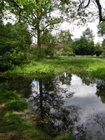 A pond on Chorleywood Common