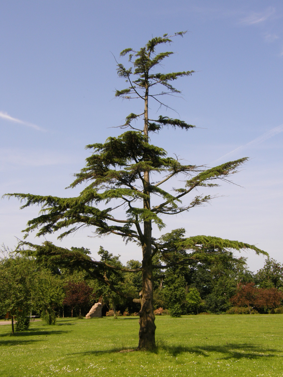 Pinner Village Gardens