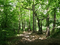 Woodland between the Tube line and Sandy Lodge Golf Course