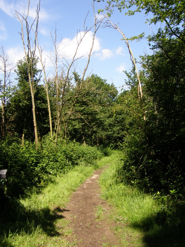 A path on Barn Hill
