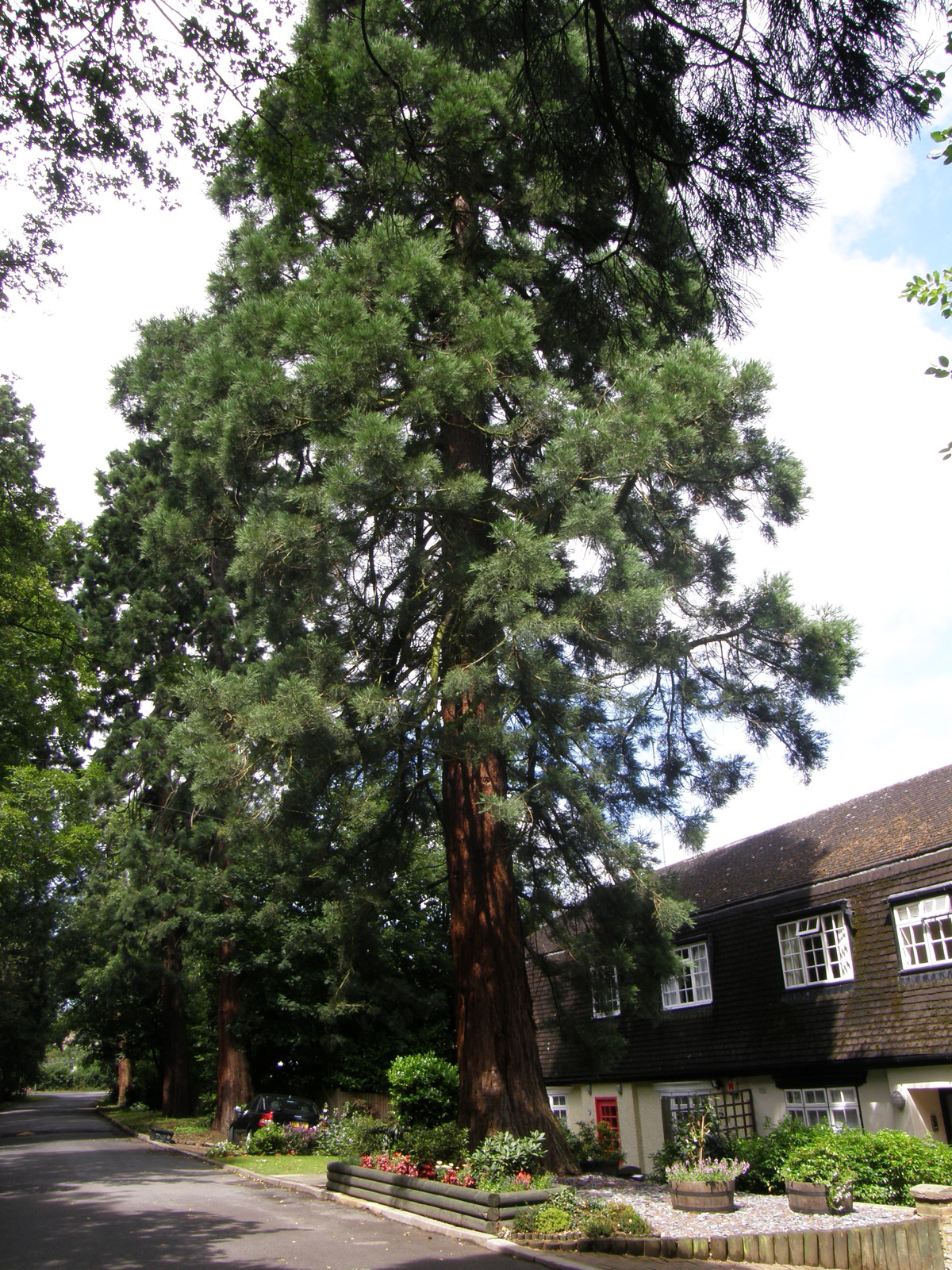 Image from East Finchley to Mill Hill East and High Barnet