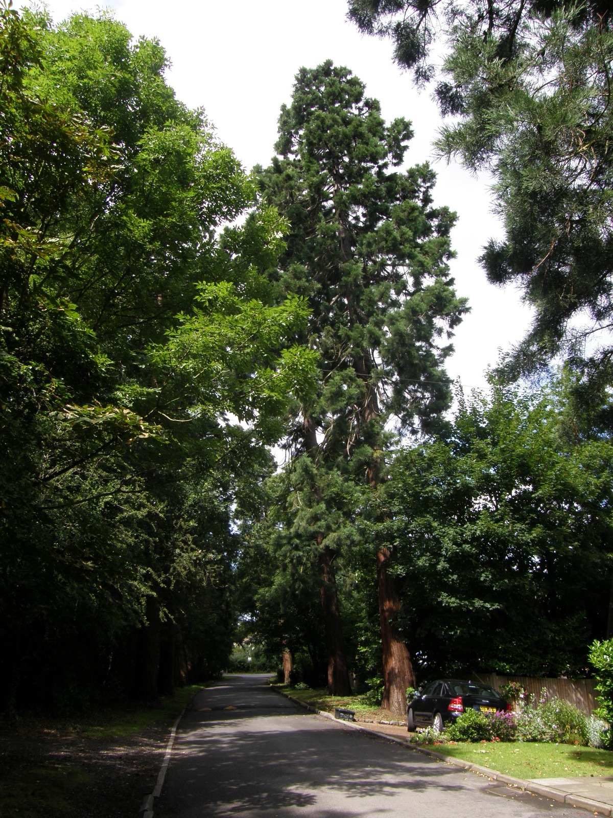 Image from East Finchley to Mill Hill East and High Barnet