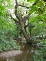 The Dollis Brook